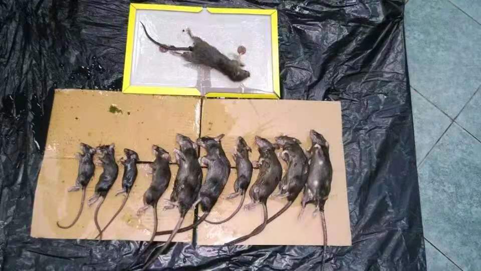 上海欢洁有害生物防治有限公司